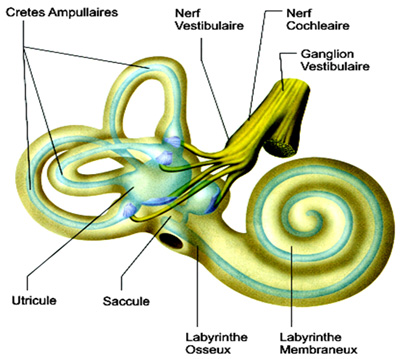 anatomie-oreille-interne