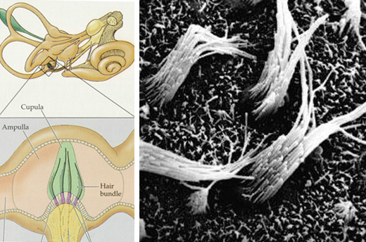 cellules-cilees-canalaires