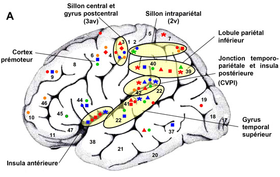 cortex-vestibulaire-ok