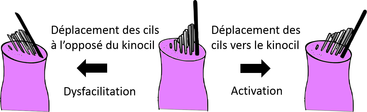 Déplacement des cils