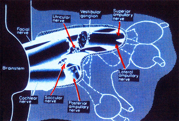nerf-vestibulaire2