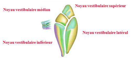 noyau-vestibulaire