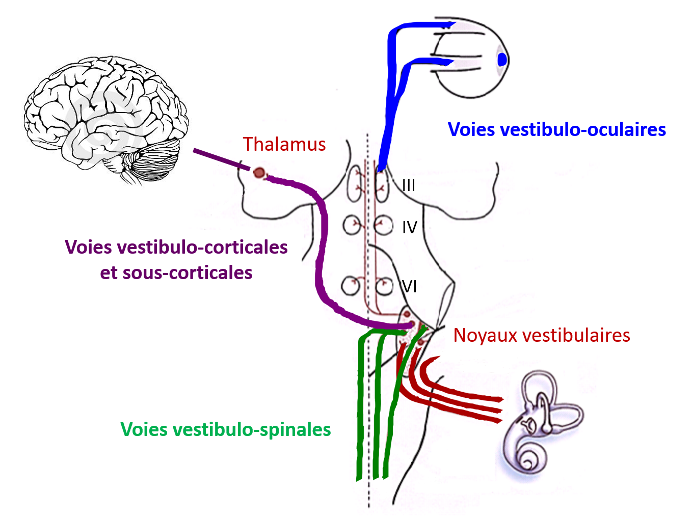 Secondary vestibular neurons - three projection pathways