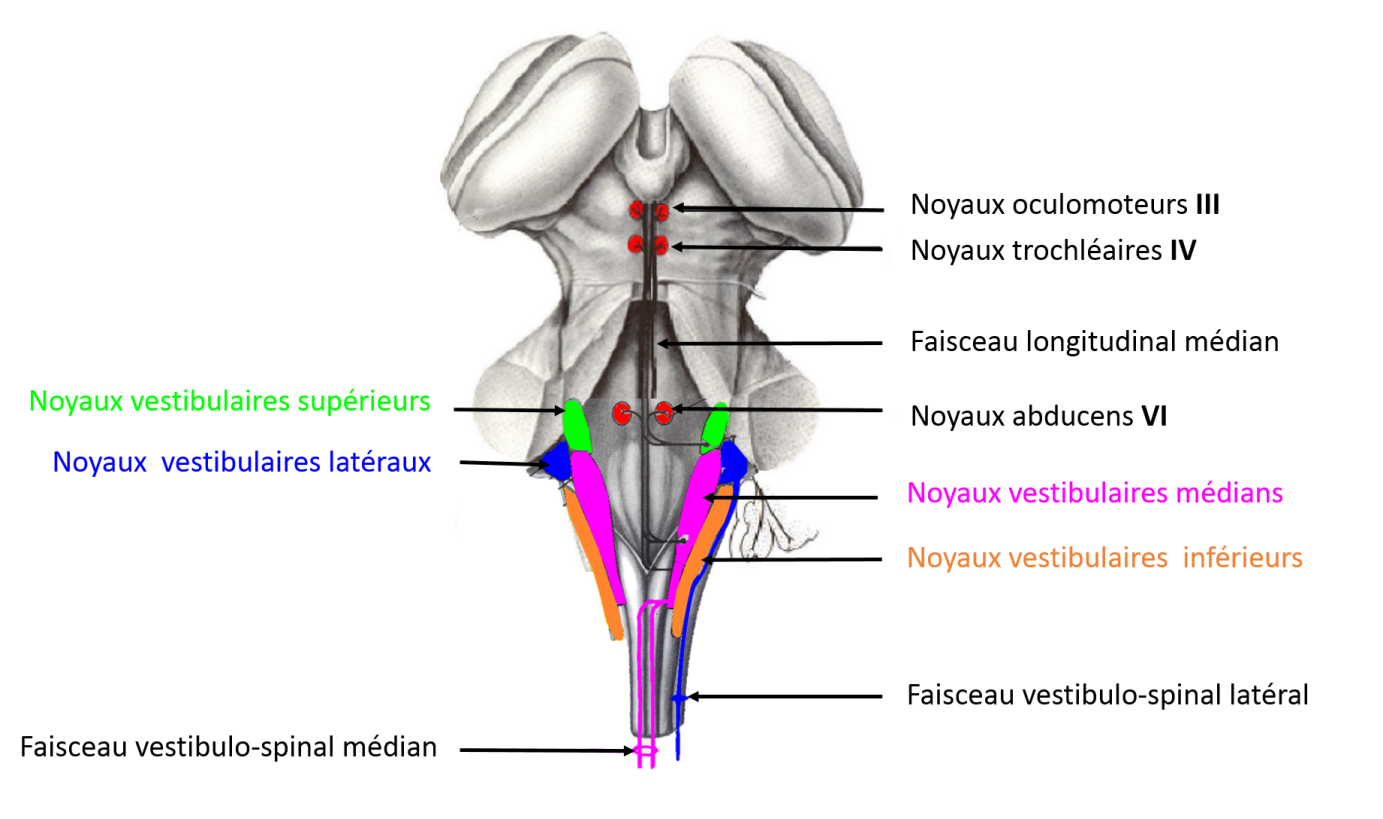 vestibular nuclei 