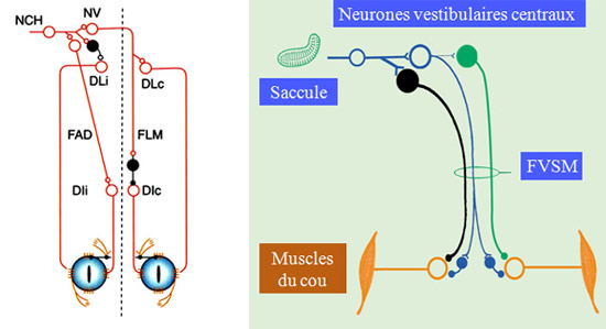 voies-vestibo-oculaire-et-s